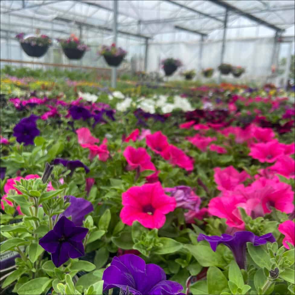 Bedding plants hotsell for sale